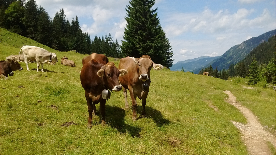 Kühe, Allgäu